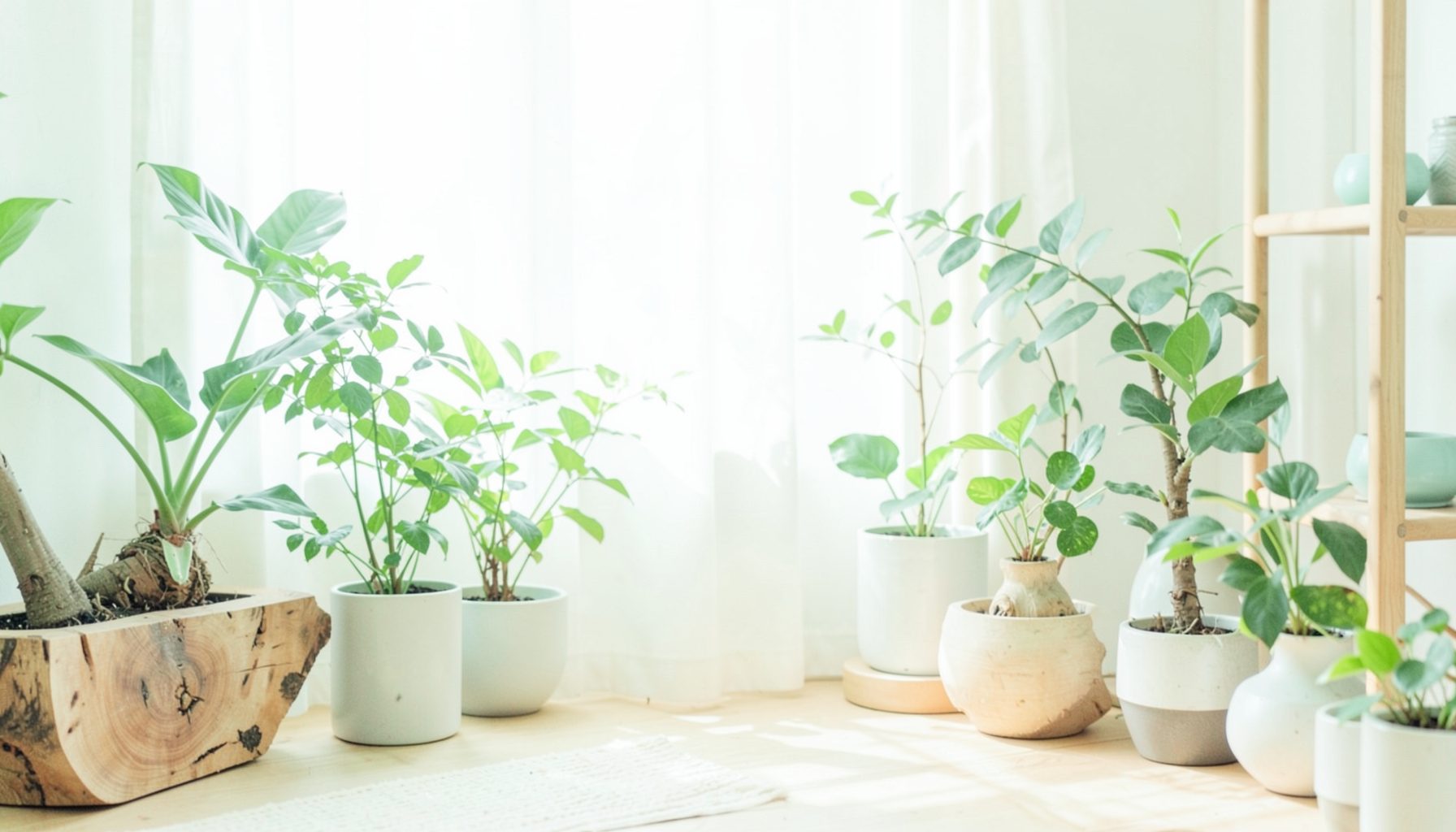 Bright, airy photograph of a sunlit wellness space with soft green plants and natural wood textures, serene and fresh atmosphere