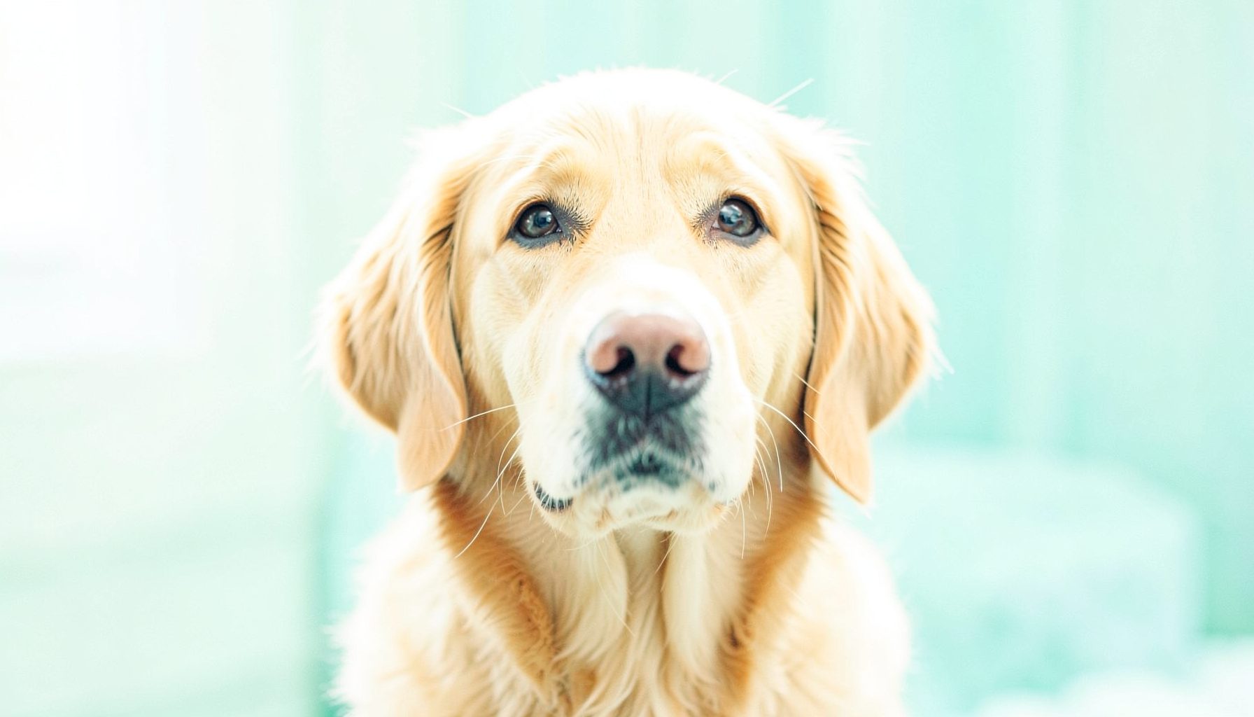 A playful golden retriever tilting its head with a confused expression, bright natural light, warm and humorous mood