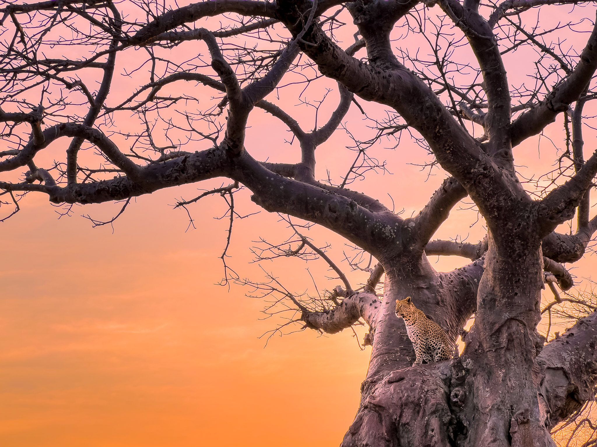 A spotted wild cat perched in the crook of a large bare-branched tree against a pink and orange sunset sky
